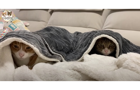 【士多貓TV】【移民台灣生活】淡水小宅開箱，1000萬以下能買甚麼房？｜爸媽終於來台灣了｜ft. 坐又銘