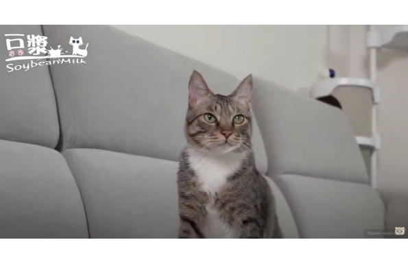 【SoybeanMilk Cat】【豆漿 - SoybeanMilk】從今天起　把妹高手俊榮邁向嶄新人生！