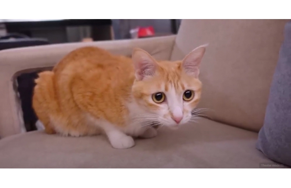 【傲嬌爸的養貓日常】人貓共享的沙發！終於不會被貓抓了｜傲嬌爸的養貓日常